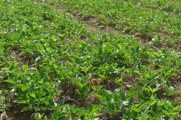 半夏圖片大全 中藥半夏是什么