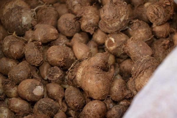 半夏圖片大全 中藥半夏是什么