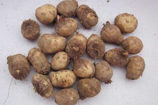 半夏圖片大全 中藥半夏是什么