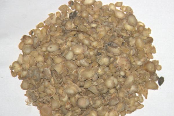 半夏圖片大全 中藥半夏是什么