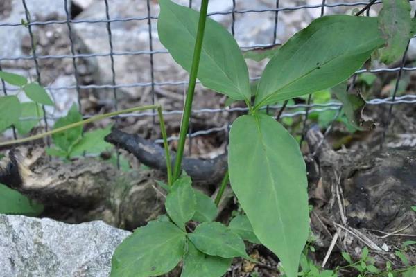 半夏圖片大全 中藥半夏是什么