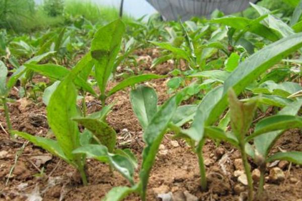 半夏圖片大全 中藥半夏是什么