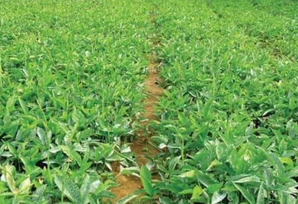 半夏圖片大全 中藥半夏是什么