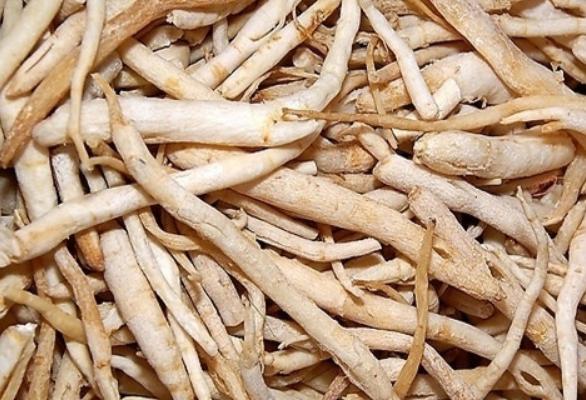 麥冬的食用方法 麥冬一次泡水放幾個(gè)