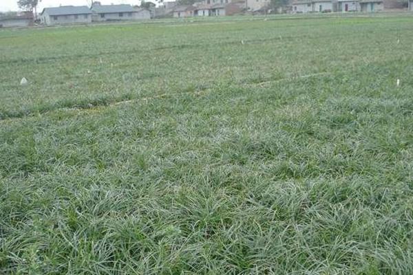 麥冬種植技術 麥冬的田間管理