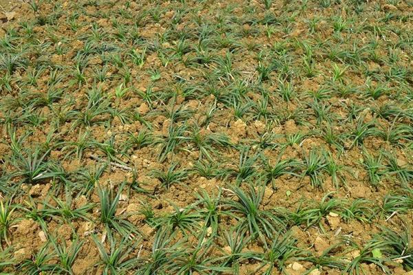 麥冬種植技術 麥冬的田間管理