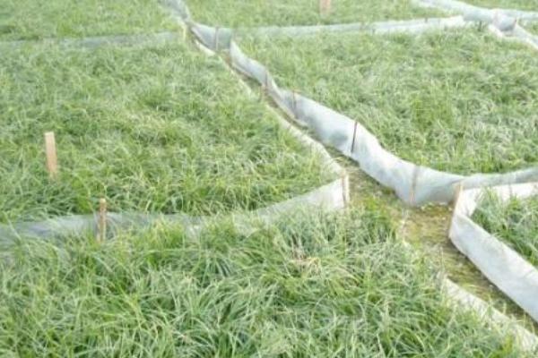 麥冬種植技術 麥冬的田間管理