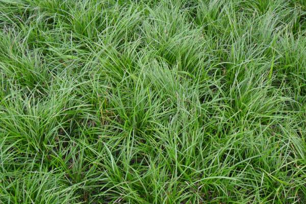 麥冬種植技術 麥冬的田間管理