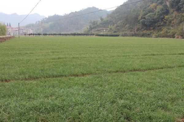 麥冬種植技術 麥冬的田間管理