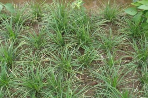 麥冬種子市場價格多少錢一斤 麥冬的種植方法