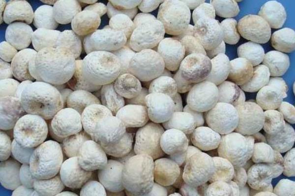 旱半夏與法半夏的區(qū)別是什么