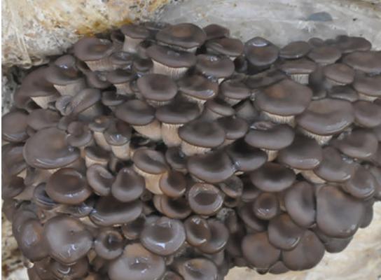 平菇菌種在哪里買到 平菇怎么種植