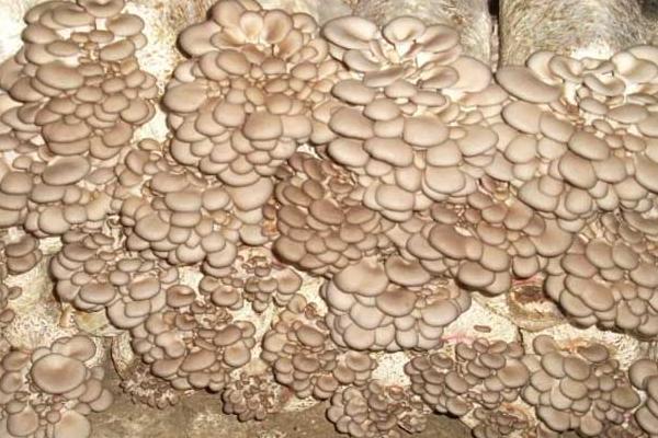 平菇菌種在哪里買到 平菇怎么種植