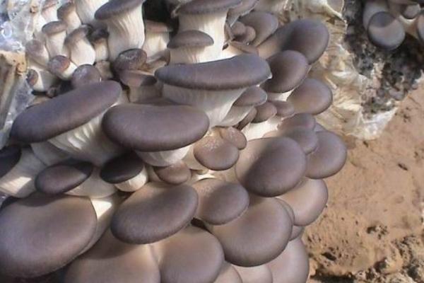 平菇菌種在哪里買到 平菇怎么種植