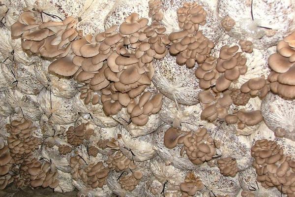 平菇高效栽培技術(shù) 傻瓜式種植平菇技術(shù)