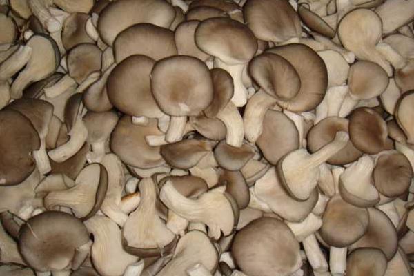 平菇不能和什么一起吃 平菇的挑選方法