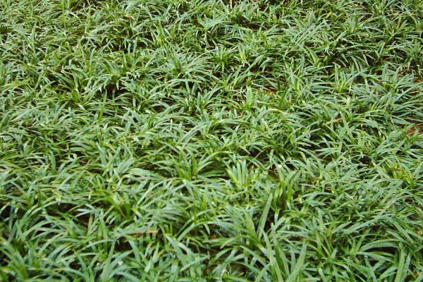 麥冬如何種植 怎樣種植麥冬