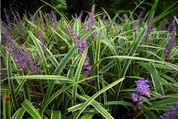 沿階草和麥冬的區(qū)別是什么 麥冬的挑選