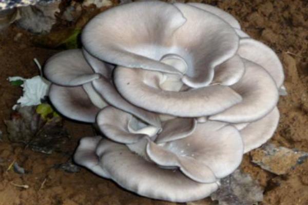 平菇產(chǎn)地在哪里 種平菇注意事項