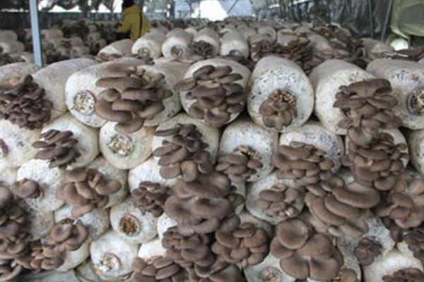 平菇產地在哪里 種平菇注意事項