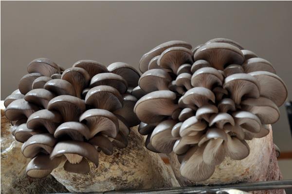 平菇產地在哪里 種平菇注意事項
