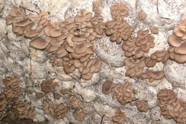 平菇產地在哪里 種平菇注意事項