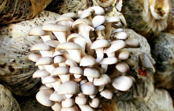 平菇產地在哪里 種平菇注意事項