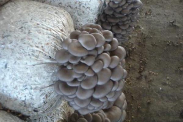 平菇產地在哪里 種平菇注意事項