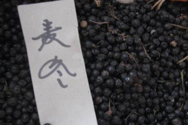 麥冬種子什么時候種 麥冬的種植方法