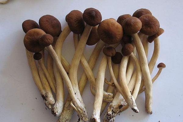 茶樹菇孕婦可以吃嗎 孕婦吃茶樹菇的好處