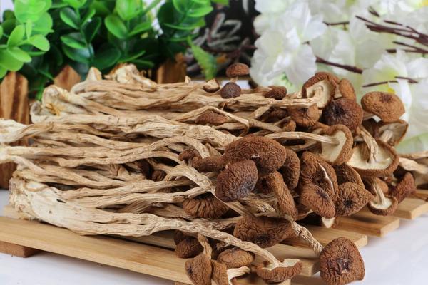 茶樹菇怎么泡 茶樹菇如何吃