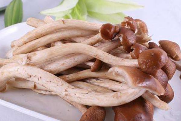 茶樹菇的功效與作用及禁忌 茶樹菇的營養(yǎng)價值