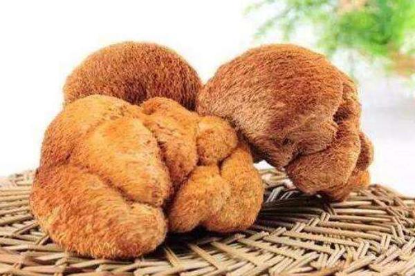 猴頭菇的家常做法 新鮮猴頭菇怎么做好吃