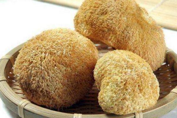 猴頭菇的家常做法 新鮮猴頭菇怎么做好吃