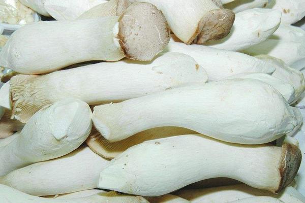 杏鮑菇的做法大全 杏鮑菇怎么做好吃