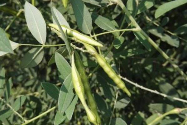 苦參產地在哪里  苦參的種植技術