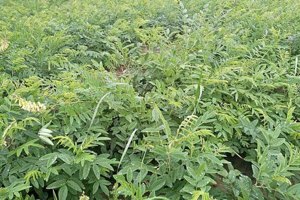 苦參畝產利潤是多少 苦參種植效益及前景