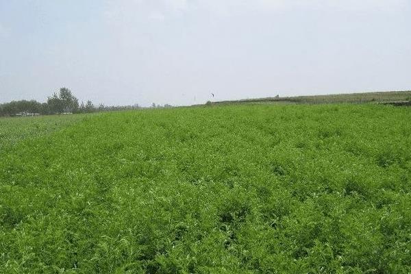 苦參畝產利潤是多少 苦參種植效益及前景