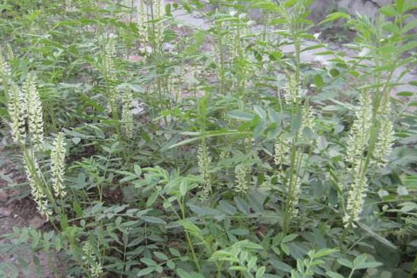 苦參畝產利潤是多少 苦參種植效益及前景