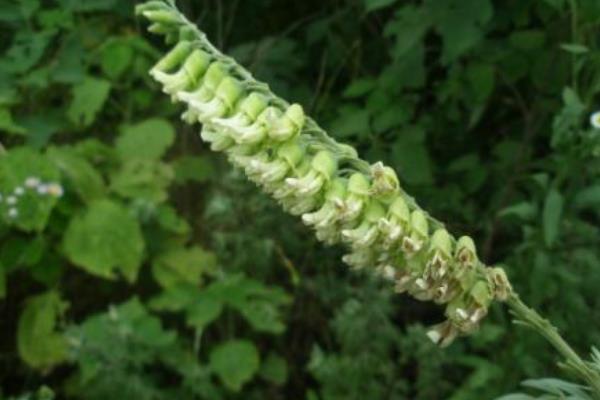 苦參畝產利潤是多少 苦參種植效益及前景