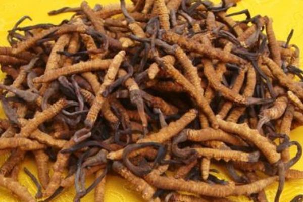 冬蟲夏草一根多少錢  冬蟲夏草的功效和作用