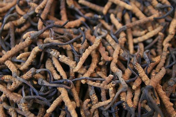 冬蟲夏草治什么病 冬蟲夏草怎么吃有效