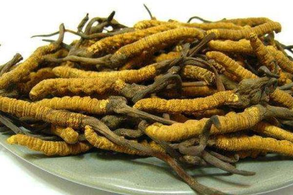 冬蟲夏草治什么病 冬蟲夏草怎么吃有效