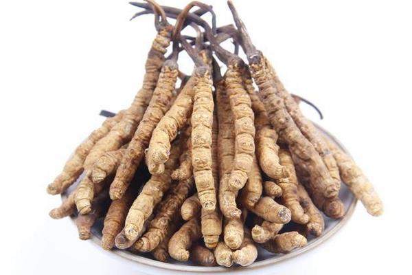 蟲草和冬蟲夏草的區別是什么  冬蟲夏草的鑒別方法