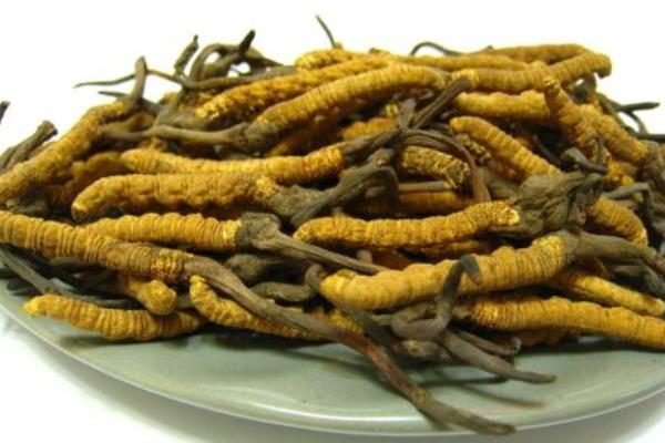 蟲(chóng)草和冬蟲(chóng)夏草的區(qū)別是什么 冬蟲(chóng)夏草的鑒別方法