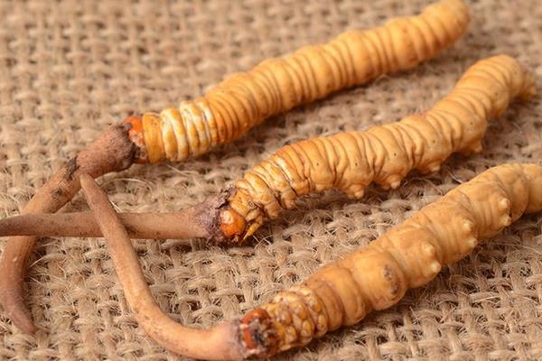 蟲(chóng)草和冬蟲(chóng)夏草的區(qū)別是什么 冬蟲(chóng)夏草的鑒別方法