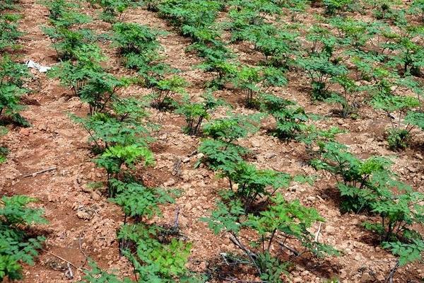 當歸種植技術 當歸種植時間及方法