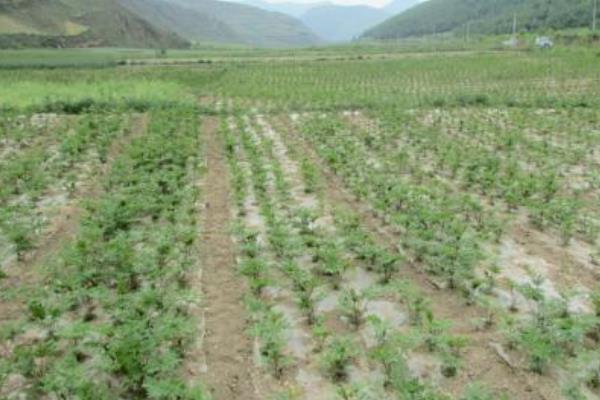 當歸種植技術 當歸種植時間及方法