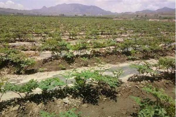 當歸種植技術 當歸種植時間及方法