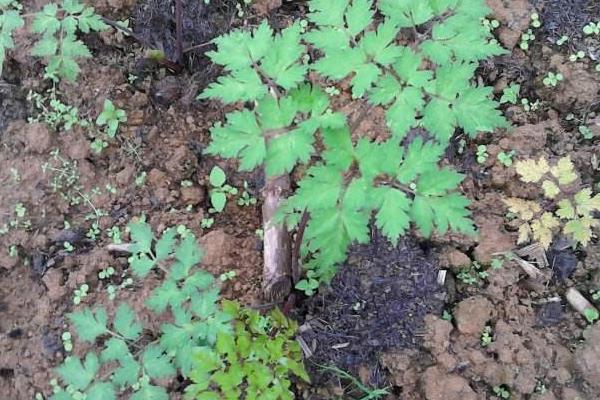 當歸種植技術 當歸種植時間及方法